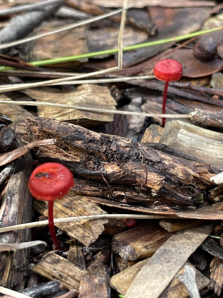 Ruby Bonnot ruby bonnet from Melbourne VIC, Australia on March 25, 2021 at 02:50 PM ...
