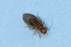 Ectopsocidae