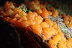 Metandrocarpa taylori