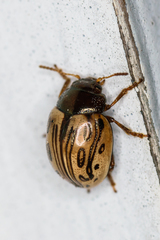 Zygogramma heterothecae