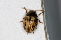 Zygogramma heterothecae