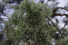 Callitris glaucophylla