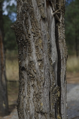 Callitris glaucophylla