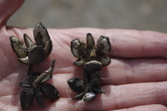 Callitris glaucophylla