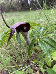 Arisaema thunbergii urashima