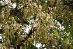 Quercus stenophylloides