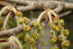 Quercus stenophylloides