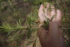 Acacia deanei