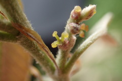 Quercus stenophylloides