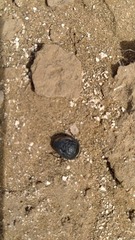 Coleoptera