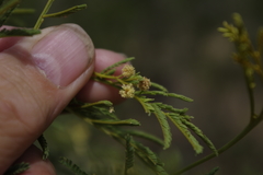 Acacia deanei
