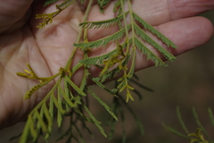 Acacia deanei