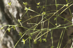 Thalictrum isopyroides