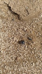Coleoptera