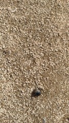 Coleoptera