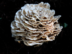 Climacodon dubitativus