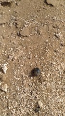 Coleoptera