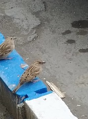 Passer domesticus