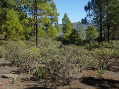 Cistus ocreatus image