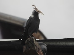 Corvus monedula