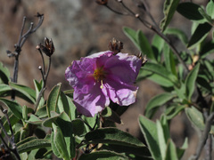 Cistus ocreatus image