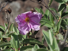 Cistus ocreatus image