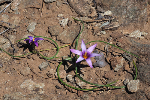 Romulea columnae subsp. grandiscapa image