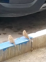 Passer domesticus