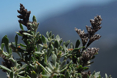 Polycarpaea aristata