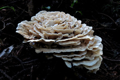 Climacodon dubitativus