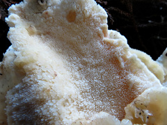 Climacodon dubitativus