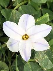 Ipheion uniflorum