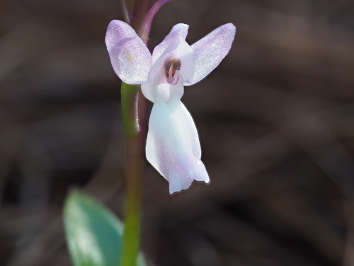 Orchis canariensis image