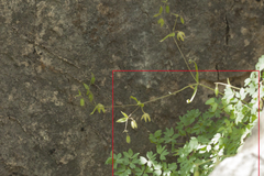 Thalictrum isopyroides