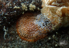 Watersiporidae