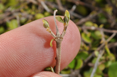 Coprosma neglecta