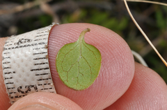 Coprosma neglecta