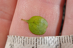 Coprosma neglecta