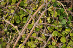 Coprosma neglecta