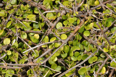 Coprosma neglecta