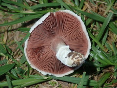 Agaricus campestris (Agaricus campestris)