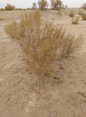 Tamaricaceae