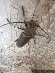 Nadezhdiella cantori