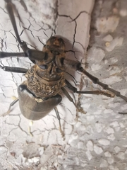 Nadezhdiella cantori