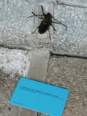 Nadezhdiella cantori