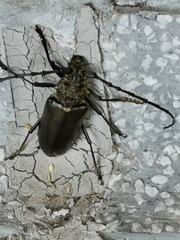 Nadezhdiella cantori