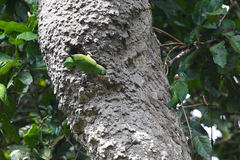 Brotogeris chrysoptera