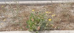 Rumex vesicarius