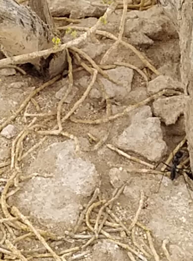 Cataglyphis