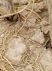 Cataglyphis